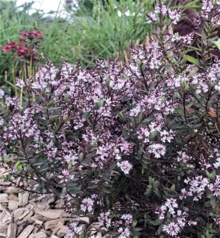 Hebe 'Pink Paradise'