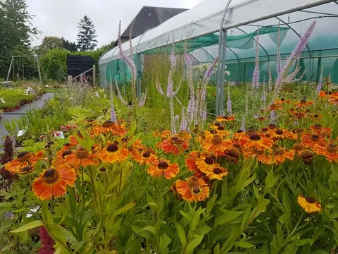 helenium mardi gras