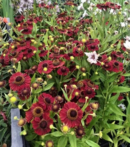 Helenium 'Red Jewel'