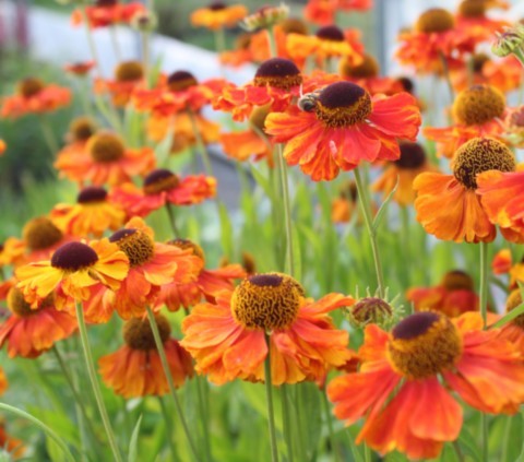 Helenium 'Red Jewel'