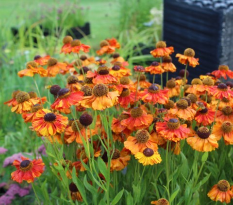 Helenium 'Sahin's Early flowerer'