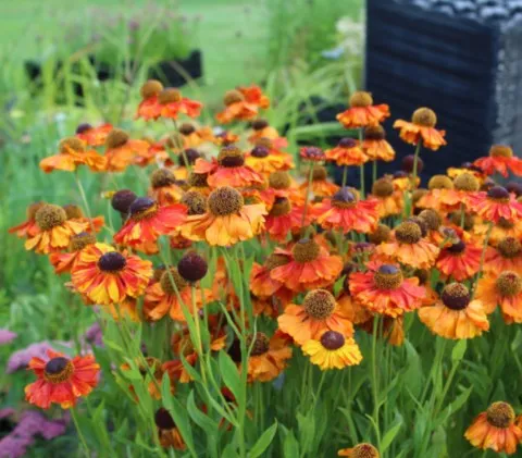 Helenium 'Sahin's Early flowerer'