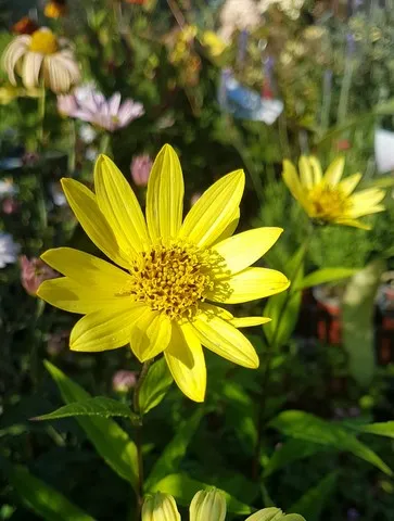 Helianthus 'Lemon Queen'