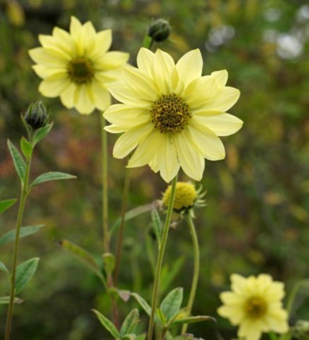 Helianthus 