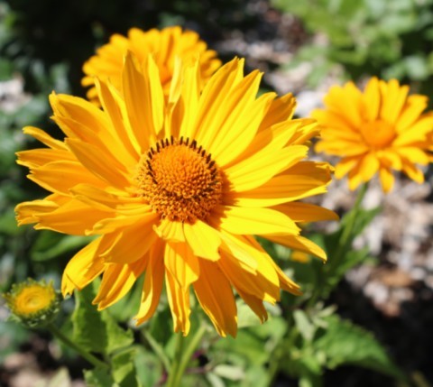 Heliopsis 'Venus'