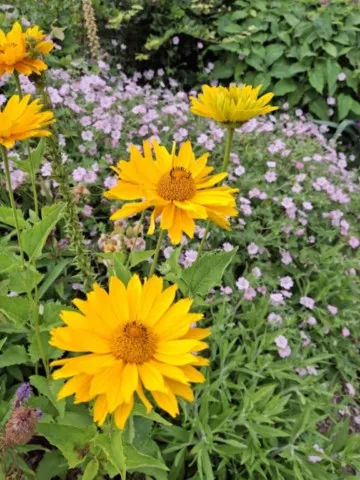 Heliopsis 'Venus'