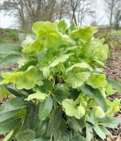 Helleborus argutifolius