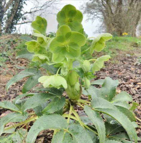 Helleborus argutifolius