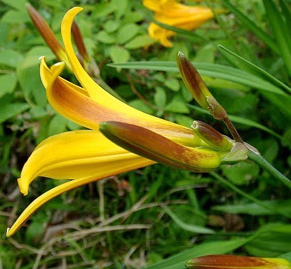hemerocallis dumortieri