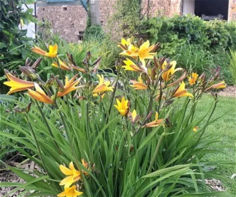 Hemerocallis dumortierii
