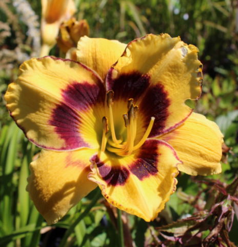 Hemerocallis 'James Dean'