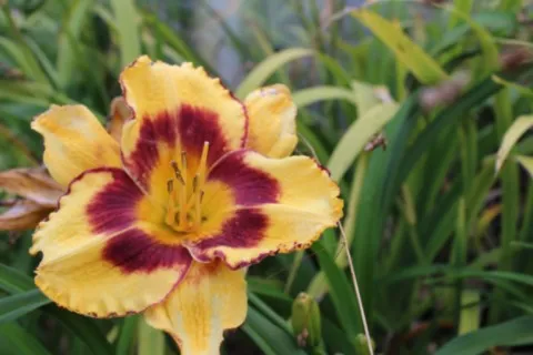 Hemerocallis 'James Dean'