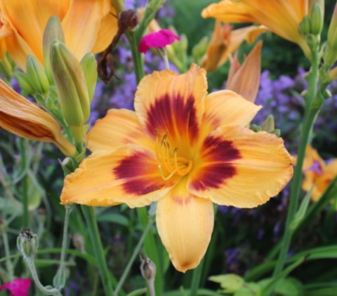 Hemerocallis 'Radiant Greetings'