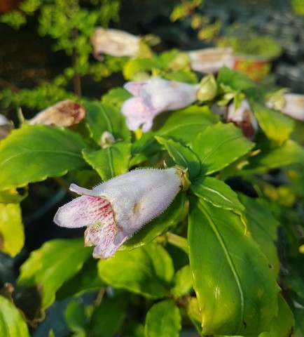 hemiboea subcapitata