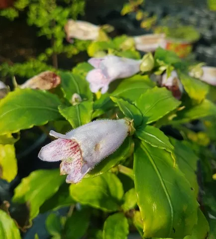 hemiboea subcapitata