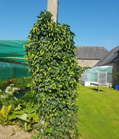 Humulus lupulus 'Cascade'