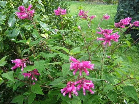 salvia involucrata bethelii