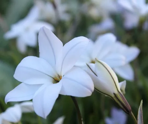 Ipheion alberto castillo
