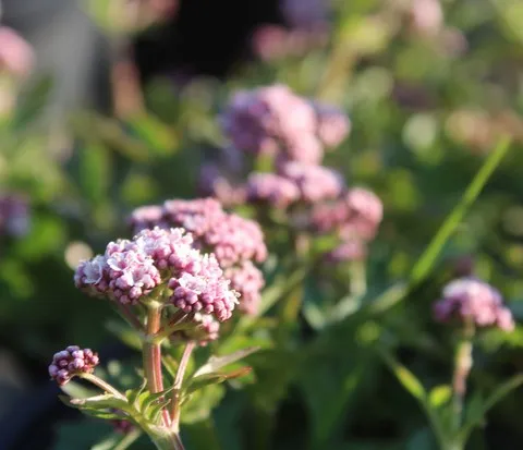 valeriana dioica