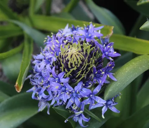 scilla peruviana