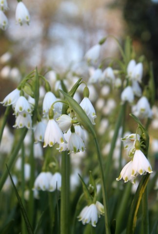 Leucojum aestivum 'gravetye giant'