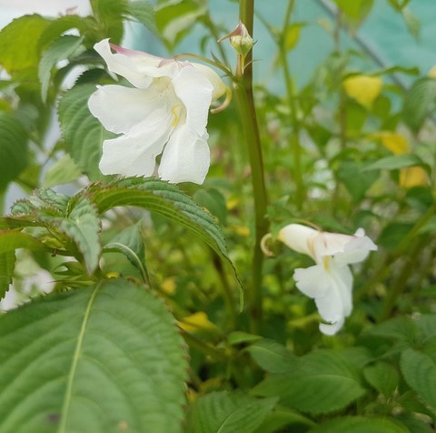 impatiens arguta alba