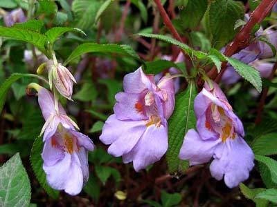 impatiens 