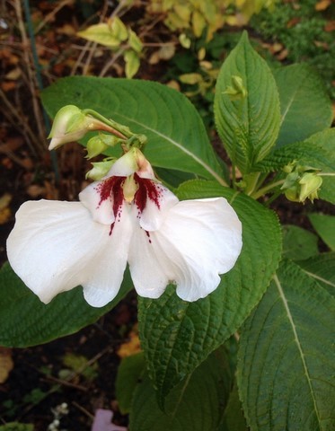 impatiens tinctoria