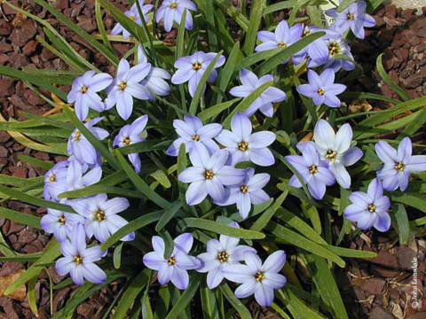 Ipheion