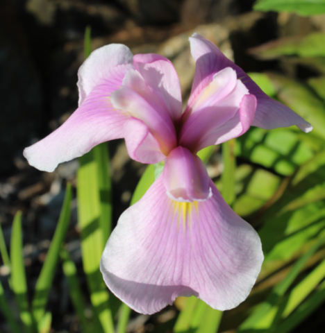 Iris ensata 'Topas'