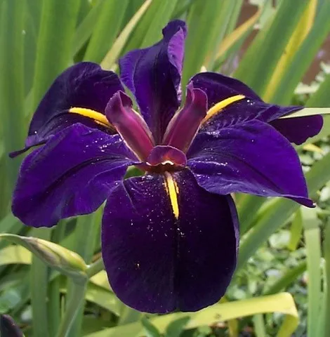 IRIS LOUISIANA BLACK GAMECOCK