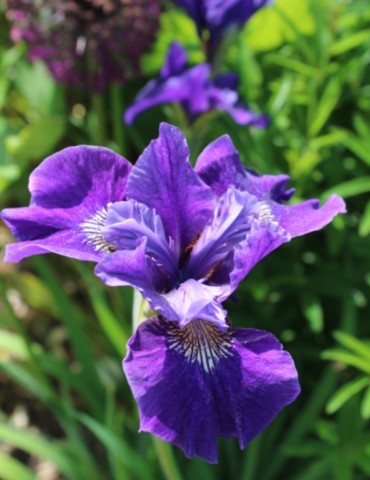 Iris louisiana 'Sea Wisp'