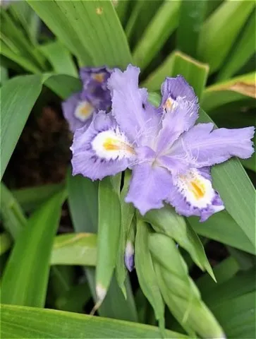 iris confusa 'Martyn Rix'
