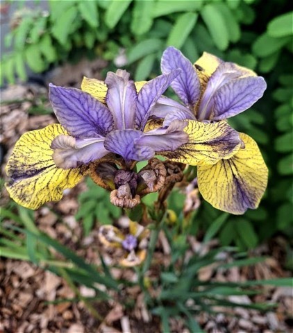 Iris sibirica 'Tipped in Blue'