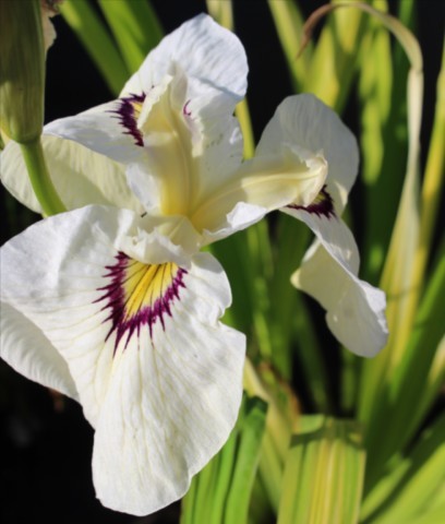 Iris pseudata 'Yukiyanagi'