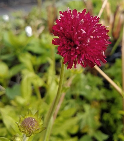 Knautia macedonica