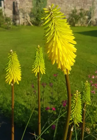Kniphofia 'Bee's Lemon'