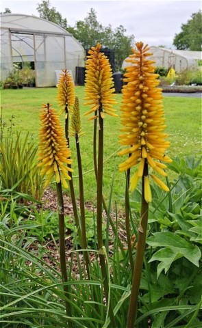 Kniphofia 'Rich Echoes'