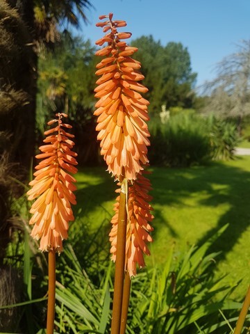 Kniphofia 'Timothy'