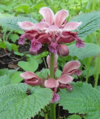 lamium