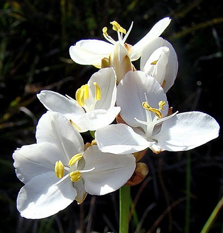 libertia