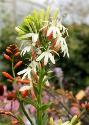 Lobelia cardinalis 'White cardinal'
