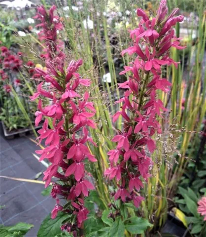 Lobelia 'Monnet Moment'