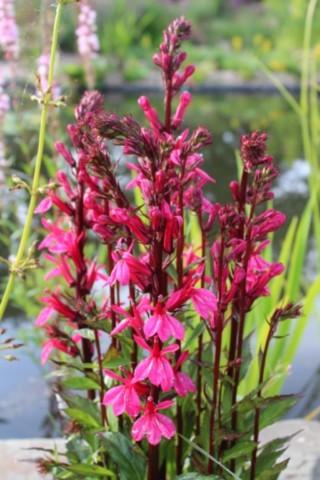 Lobelia starship rose