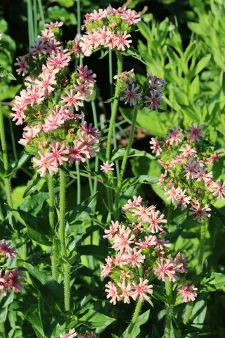 Lychnis chalcedonica carnea