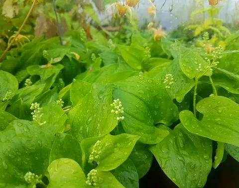 maianthemum bifolium
