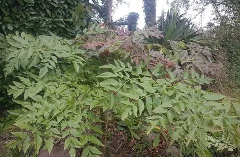 melanoselinum decipiens