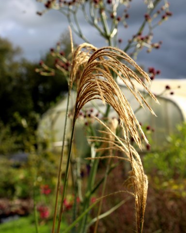 Miscanthus nepalensis