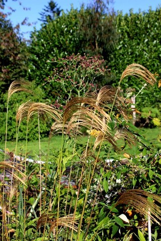 Miscanthus nepalensis