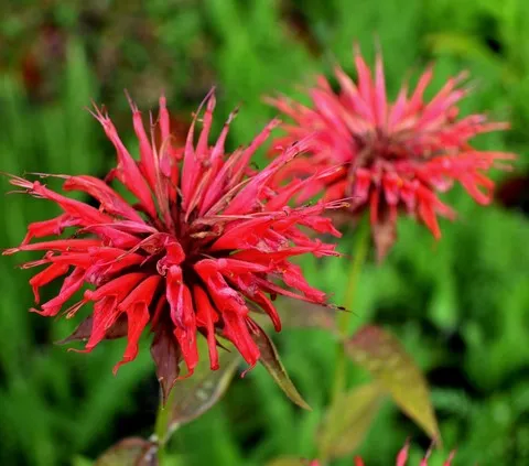monarda cambridge scarlett